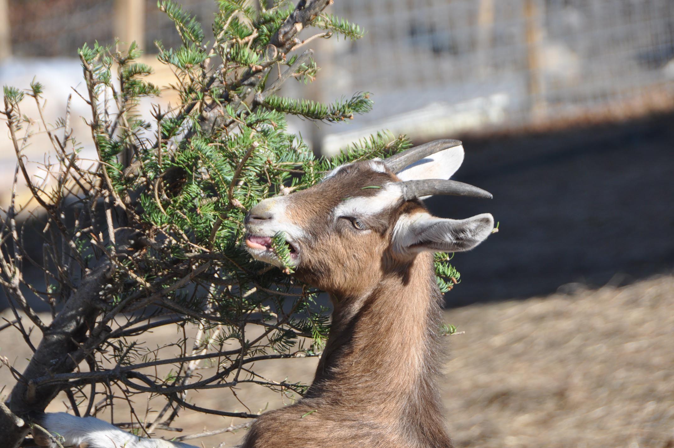 PHOTO: This Dec., 30, 2014 photo shows a goat of Mountain Girl Farm at 1360 South Street in North Adams, Mass. providing a unique way for North County residents to 'recycle' their Christmas trees and wreaths. 