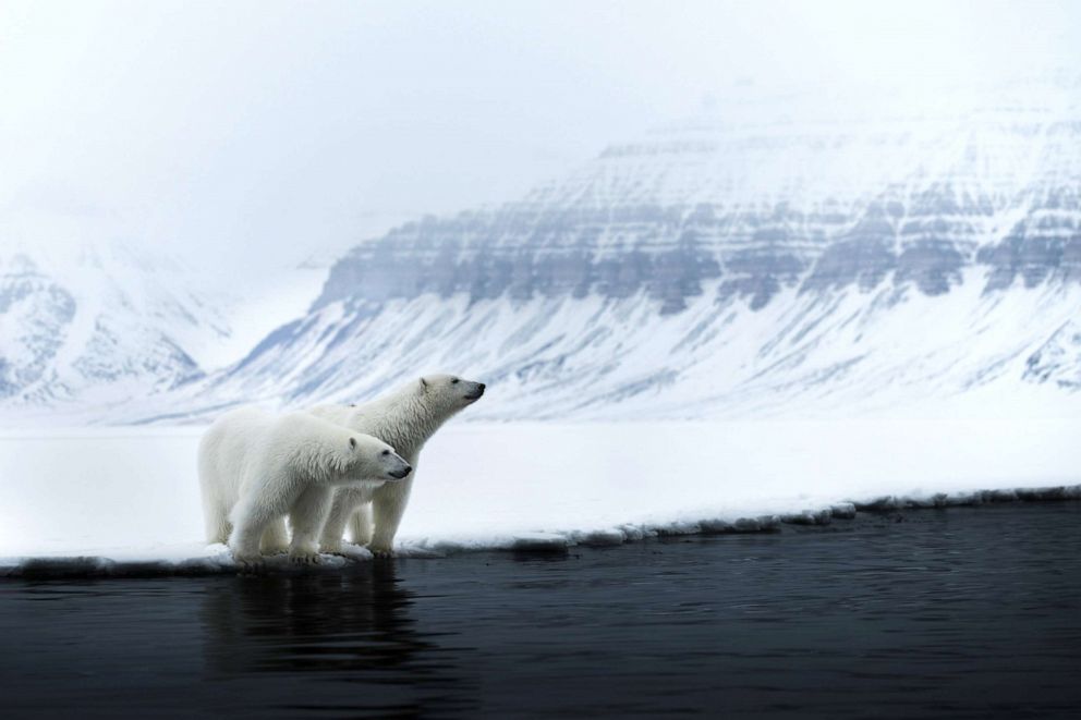 PHOTO: Two polar bears in Svalbard, Norway, Oct. 14, 2021.