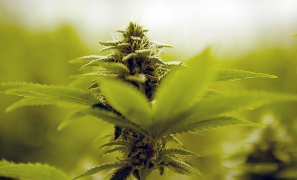 PHOTO: In this file photo, cannabis grows in the small indoor farm at the Natural Remedies marijuana grow facility in the Concentrates Remedies manufacturing facility, in Denver, April 10, 2016.