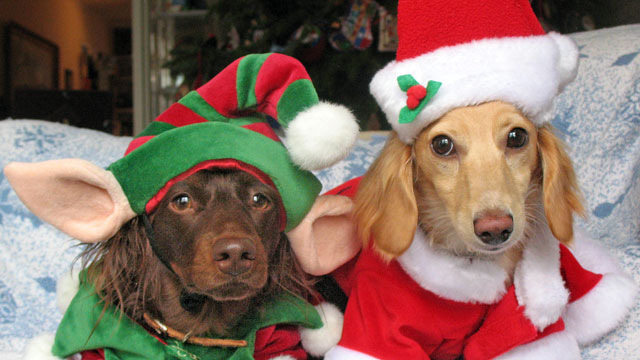 Image result for santa dacsunds and presents