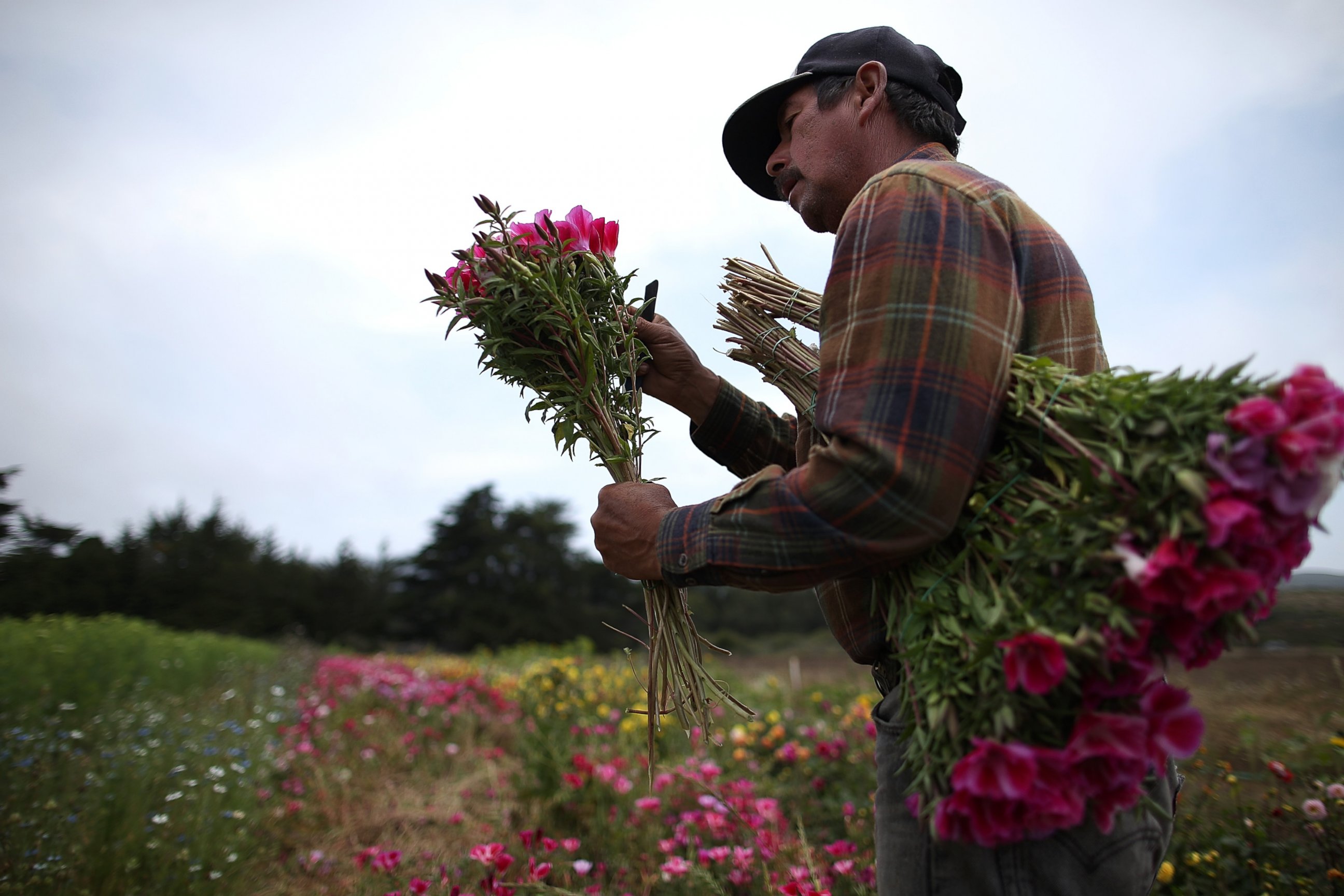 PHOTO: A field worker harvests fresh flowers at Cypress Flower Farm on Aug. 6, 2014 in Moss Beach, Calif.