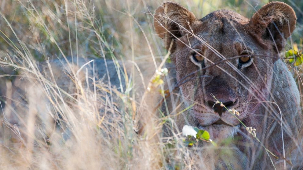 A lioness stalks her prey near the Vumbura Plains in the Okavango Delta in Botswana, June 11, 2014.
