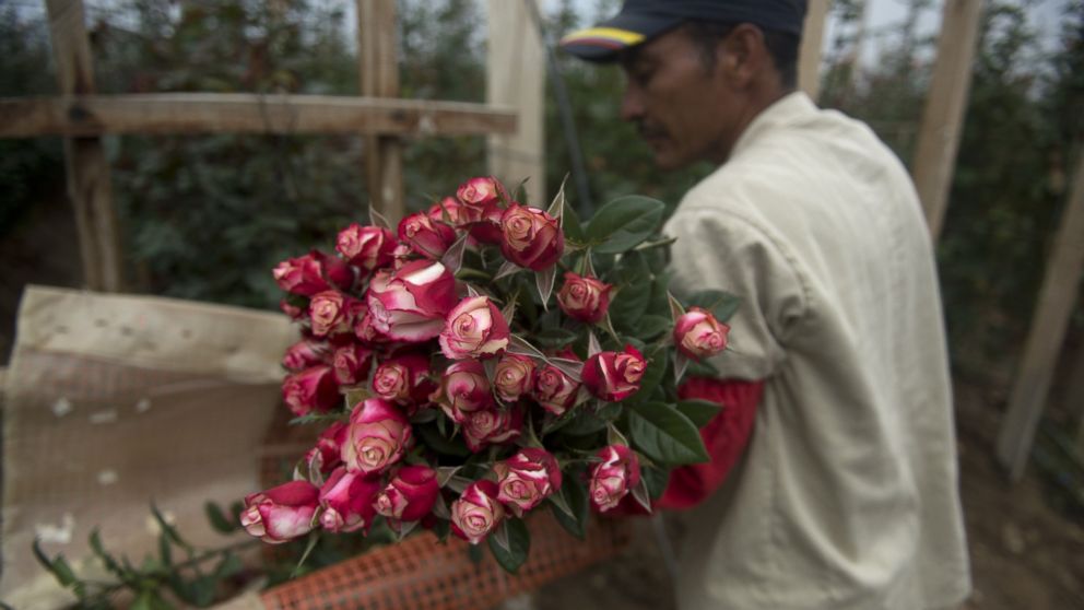 A worker selects flowers at a farm in Nemocon, Colombia on Feb. 2, 2015. The Valentine's season represents 12% of the annual sales for Colombian flower growers and an estimated 500 million stems will be exported for the upcoming celebration.
