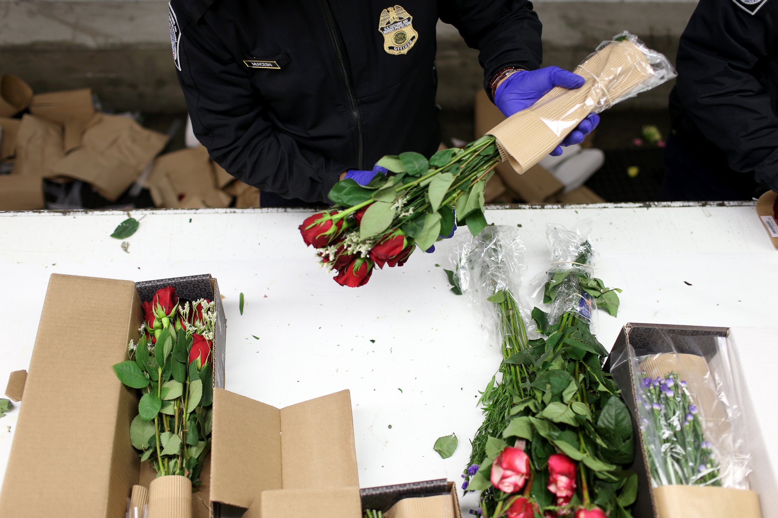 PHOTO: A U.S. Customs and Border Protection Agriculture Specialist inspects flowers for foreign pests or diseases at Miami International Airport Feb. 10, 2015 in Miami, Fla.