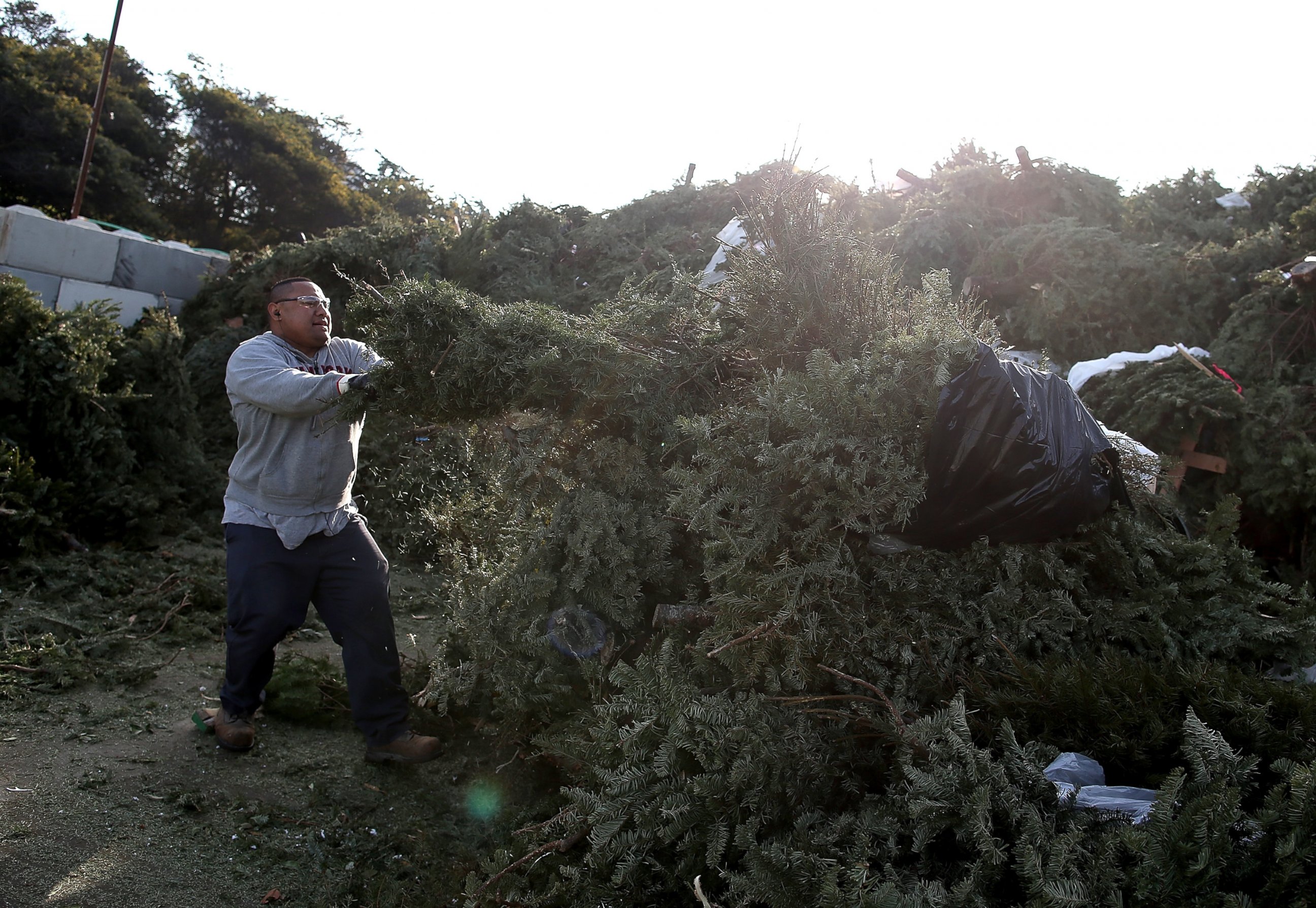 PHOTO: Recology worker Siaosi Hoko sorts through a massive pile of Christmas trees at the Recology San Francisco transfer station in San Francisco, Calif., Jan. 5, 2015.