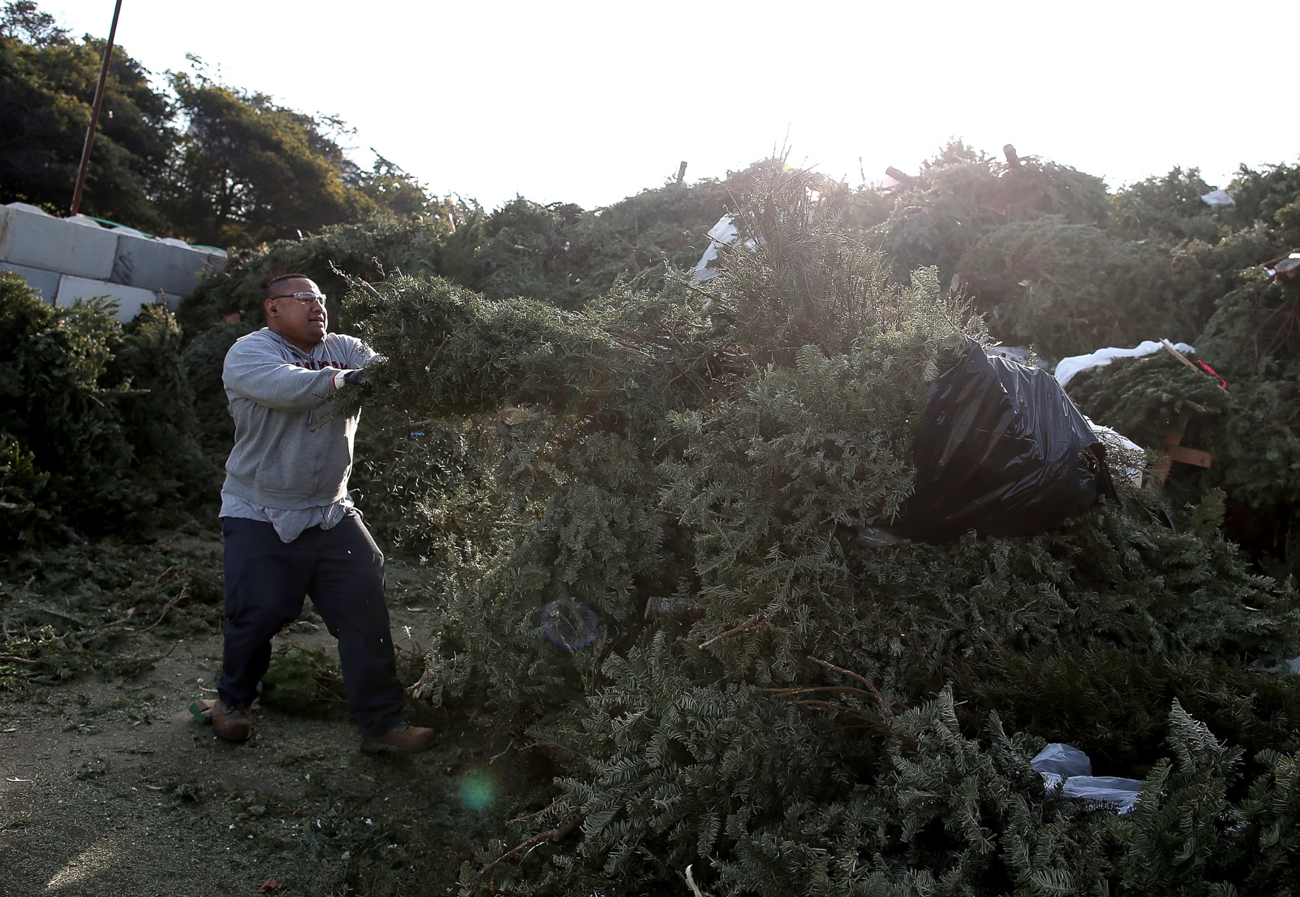 Wacky and Wise Ways to Get Rid of Your Christmas Tree ABC News