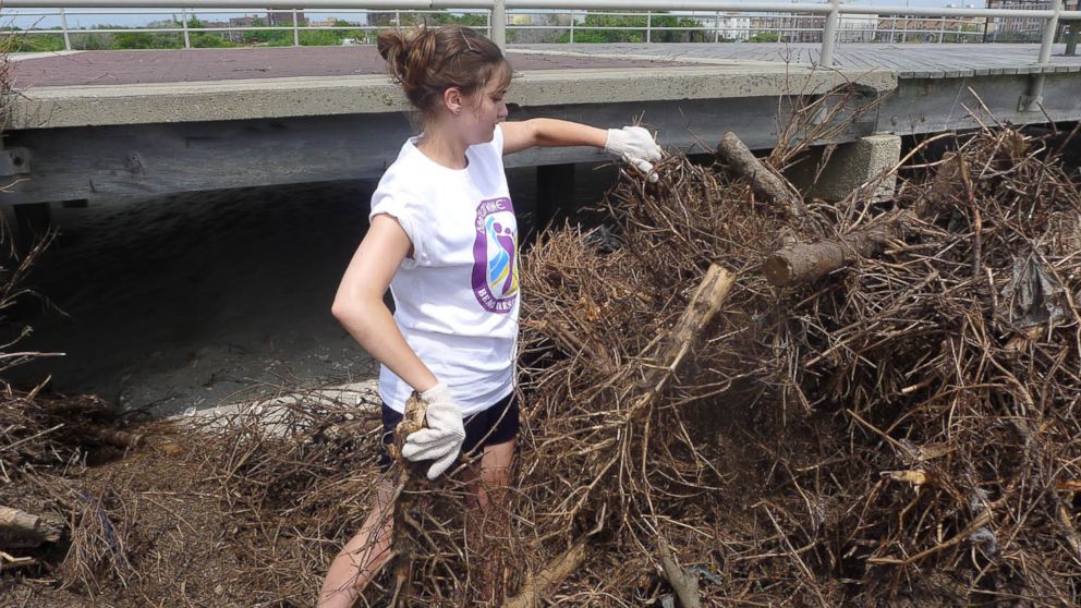 Volunteer Lydia Warren helps restore the beach with Christmas trees in the Rockaways, Queens, New York, Aug. 10, 2013.