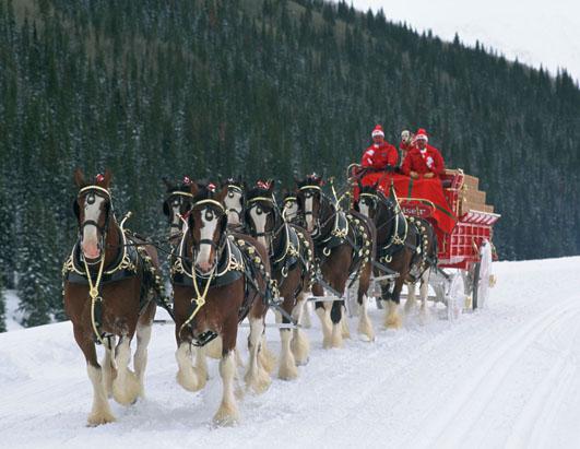 Budweiser Clydesdale Horses In Snow