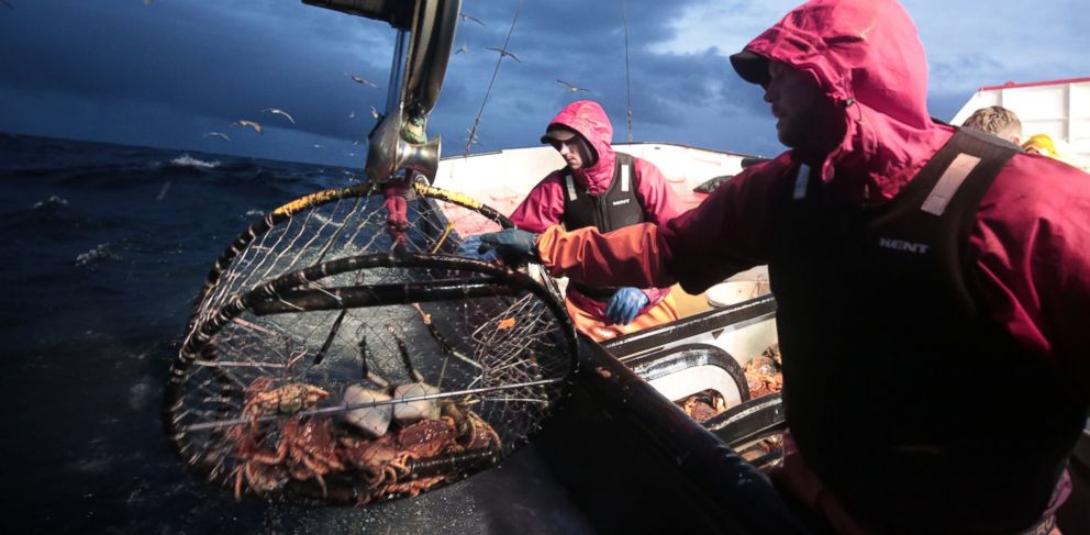 Deadliest Catch Fish : Find out everything you need to know about ...
