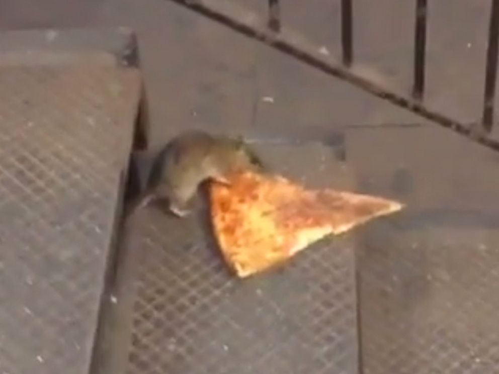 PHOTO: A rat was seen dragging a slice of pizza in New York's subway.