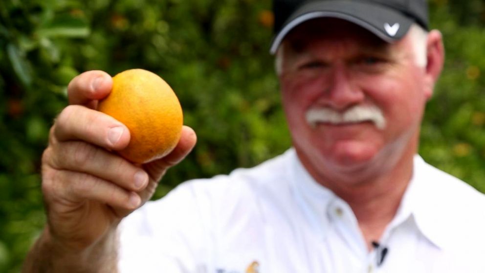 PHOTO: Tropicana works with more than 100 growers in Florida and more than 500 orange groves to make its orange juice.