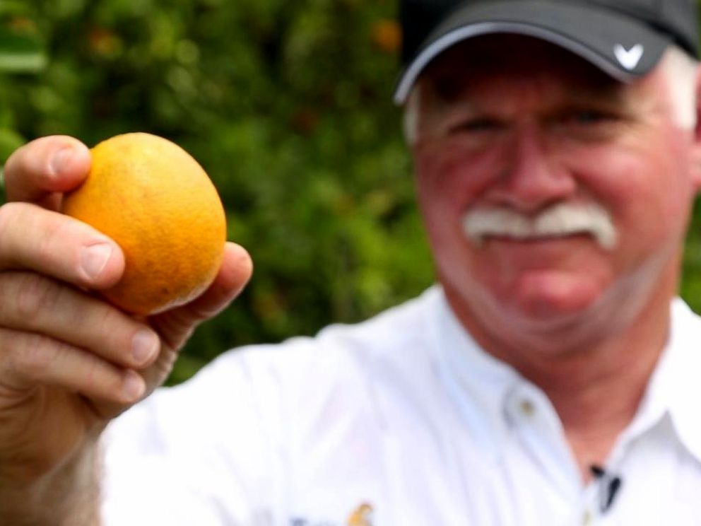 PHOTO: Tropicana works with more than 100 growers in Florida and more than 500 orange groves to make its orange juice.