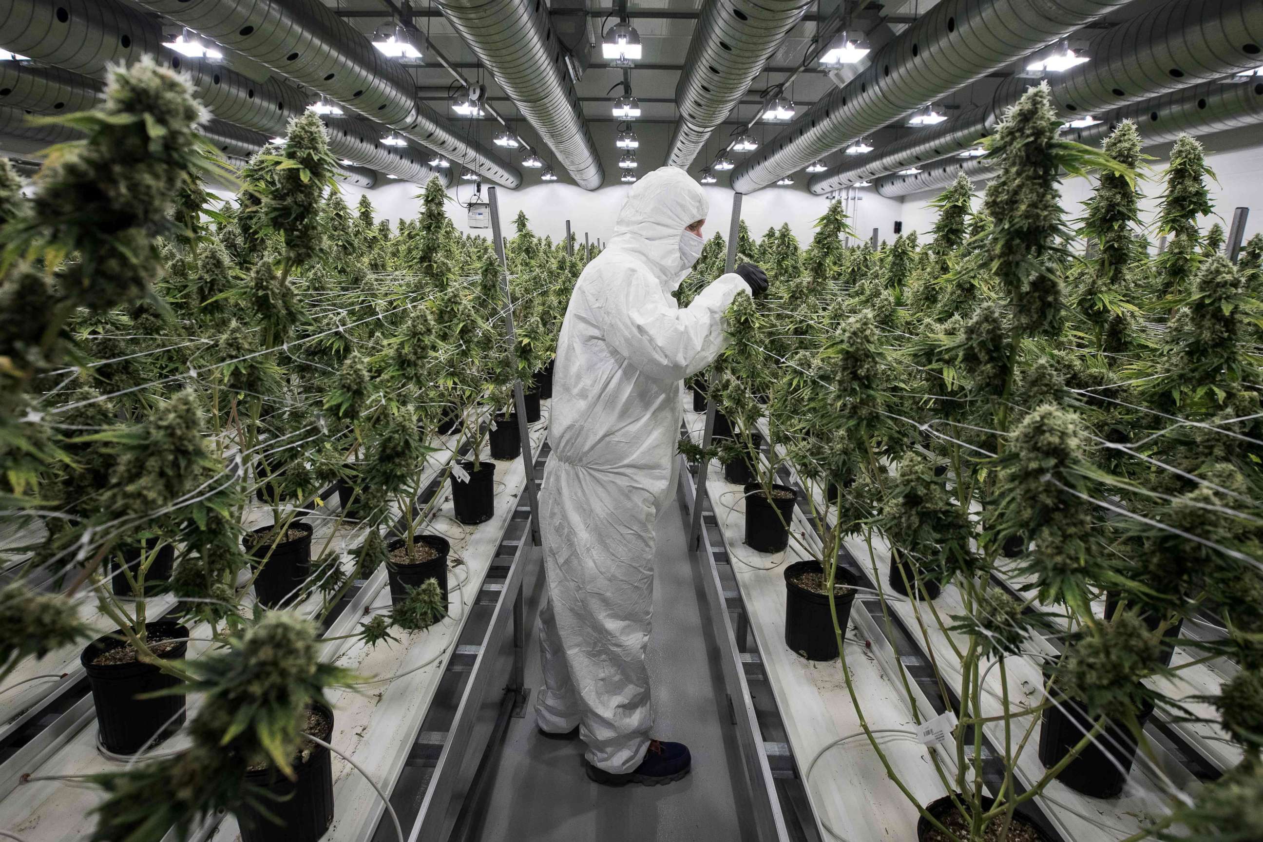PHOTO: An employee with medicinal marijuana plants in the flowering room at Tweed INC. in Smith Falls, Canada, Dec. 5, 2016. 