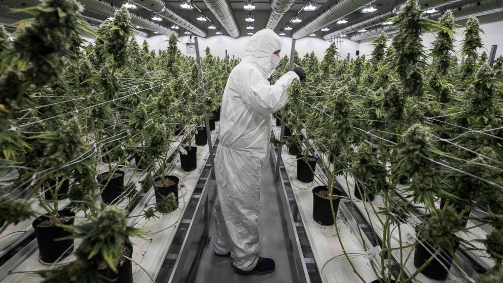 PHOTO: An employee with medicinal marijuana plants in the flowering room at Tweed INC. in Smith Falls, Canada, Dec. 5, 2016. 