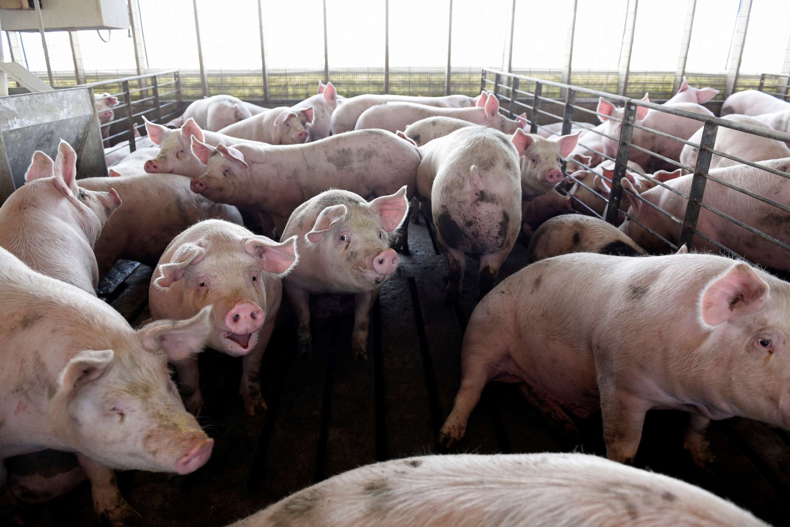 Hog farmers face 'devastating decision' over euthanizing herds