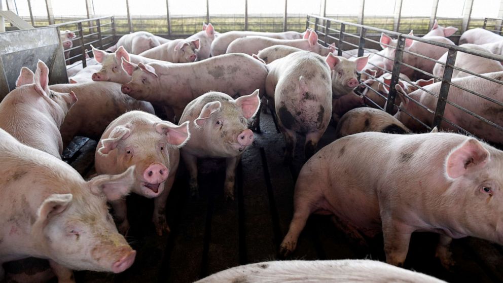 PHOTO: Hog farmer Mike Patterson's animals, who have been put on a diet so they take longer to fatten up due to the supply chain disruptions caused by COVID-19 outbreaks, at his property in Kenyon, Minnesota, on April 23, 2020.