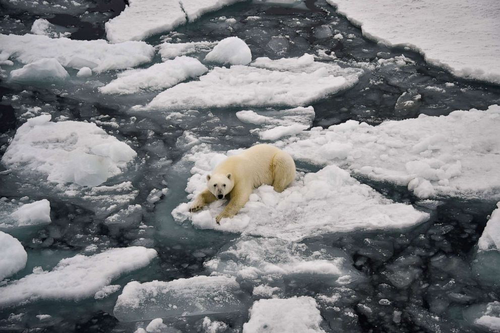 PHOTO: A polar bear on a melting ice floe in Essen Bay off the coast of Prince George Land in Russia, Aug. 22, 2021.