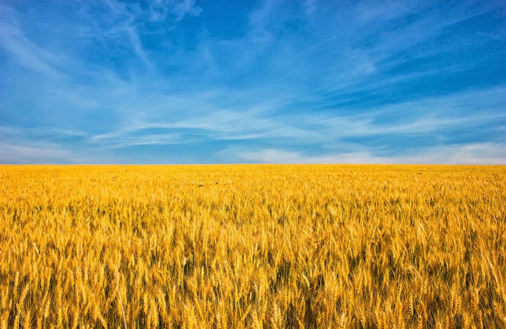 STOCK PHOTO: Wheat field