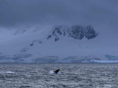 Recent whale deaths highlight risks from Antarctica's booming krill fishery