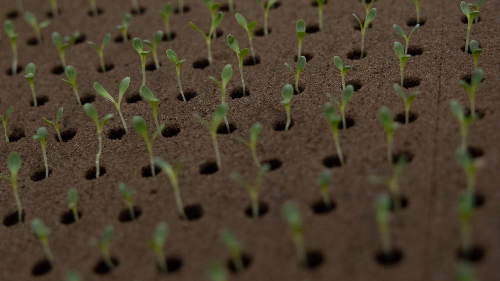 Less farmland is going for organic crops as costs and other issues take root