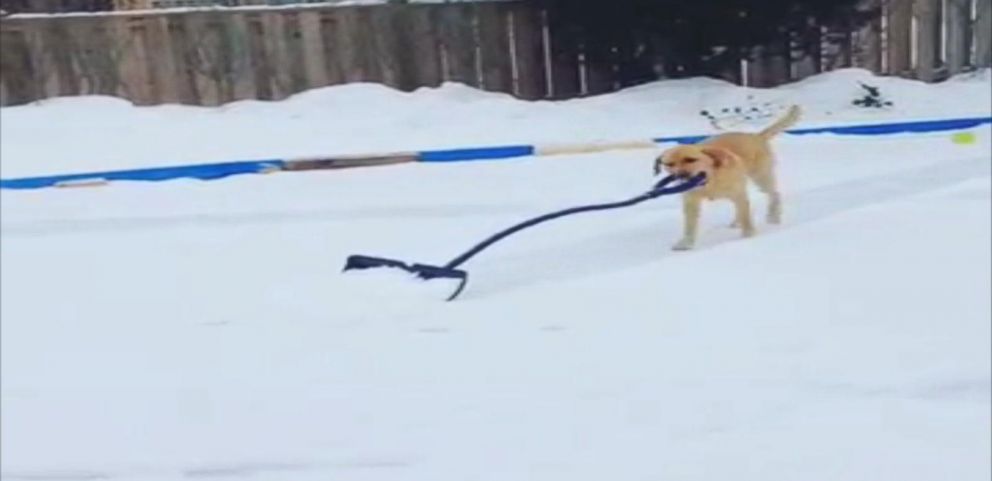 Watch Adorable Dog Shovel Snow for Her Owners - ABC News