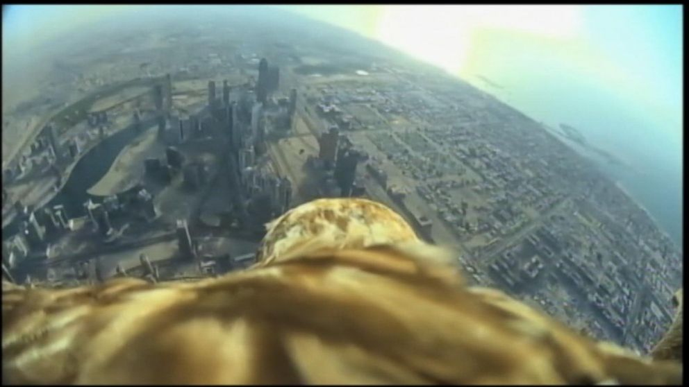 Watch An Eagle Soar From The World s Tallest Building ABC News