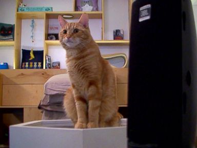 VIDEO: Cats Listen to Cat Music at a Cat Cafe 