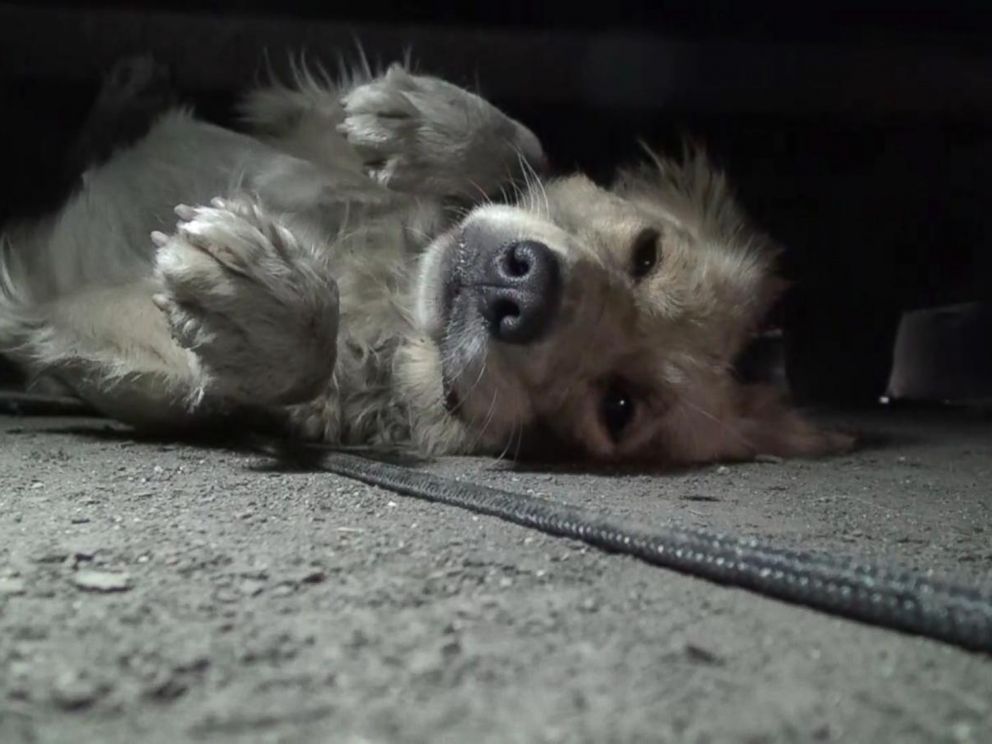 California Golden Retriever's Heartwarming Rescue Caught on Camera