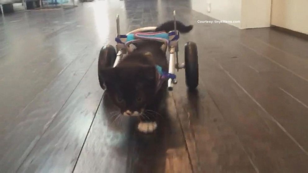 VIDEO: Watch a Tiny Kitten Try Out His Tiny Wheelchair 