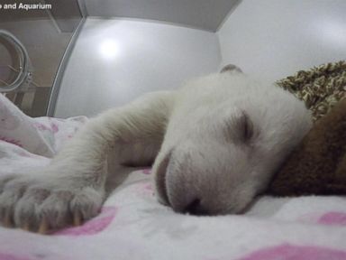 Columbus Zoo and Aquarium Asks Public to Help Name Polar Bear Cub