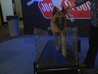 VIDEO: Watch the Pooches at Westminster Get Pampered