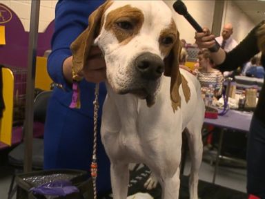 VIDEO: The Dogs of Westminster at Madison Square Garden