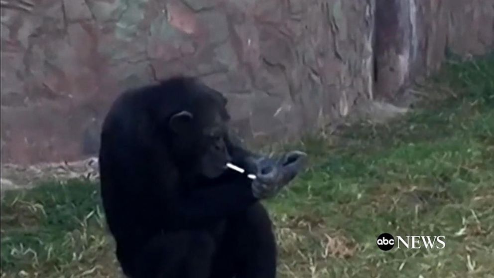 smoking chimpanzee oakland zoo