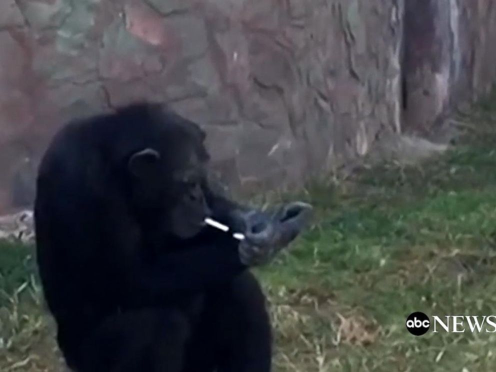 Meet Azalea, the Pyongyang Zoo's Smoking Chimpanzee