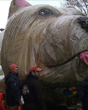 VIDEO: On the Day Before Thanksgiving, The Parade Balloons Are The Main Draw