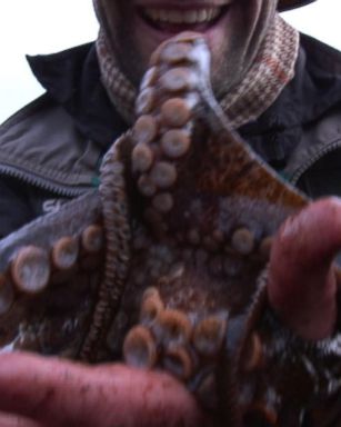 VIDEO: Watch Wildlife Adventurer Coyote Peterson Catch an Octopus with His Bare Hands