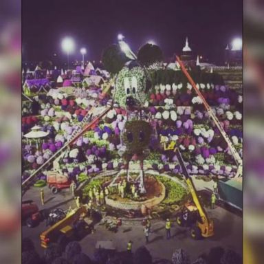 VIDEO: Giant Mickey Mouse topiary wins Guinness World Record