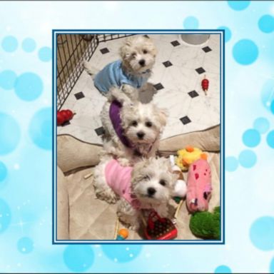 VIDEO: Streisand, 75, owns three dogs: Coton de Tulears named Miss Scarlett, Miss Violet and Miss Fanny. Scarlett and Violet were cloned from cells taken from her 14-year-old dog Samantha, who died in 2017.