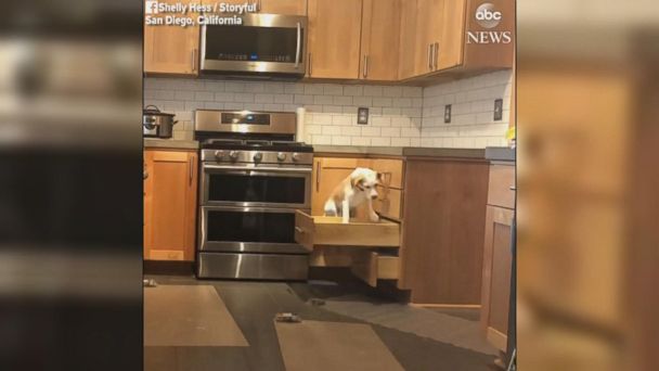 Video Clever beagle opens drawers to hop on kitchen counter - ABC News