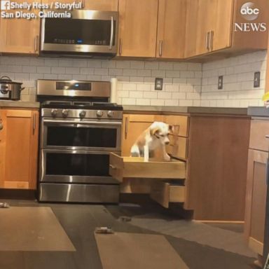 VIDEO: Clever beagle opens drawers to hop on kitchen counter