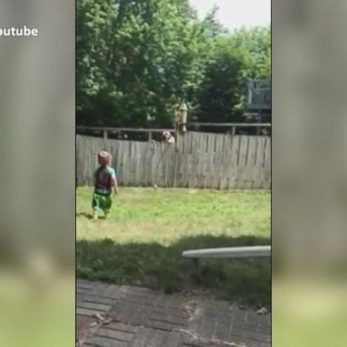 VIDEO: This toddler and dog playing fetch over a fence is the best thing you'll see today