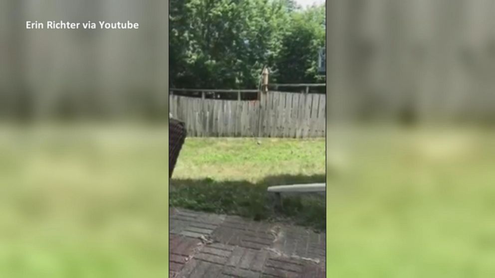 VIDEO: This toddler and dog playing fetch over a fence is the best thing you'll see today