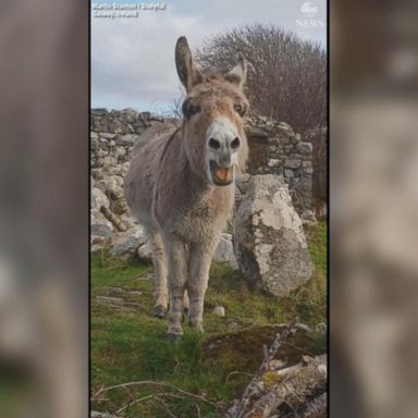 VIDEO: 'Singing' donkey hits the high notes as she tunefully serenades passerby