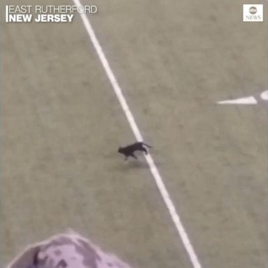 VIDEO: Football fans cheer for black cat invading NFL field mid-game