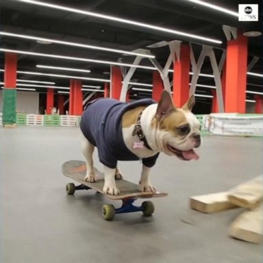 VIDEO: Skateboarding dog shows off skills at skate park