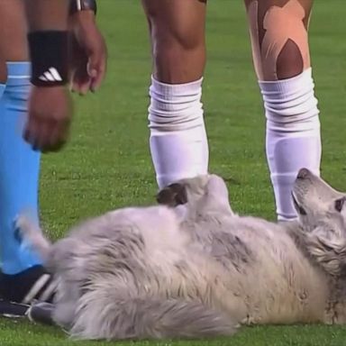 VIDEO: Dog storms field during soccer match in Bolivia