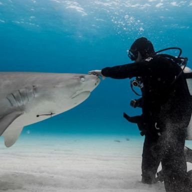 VIDEO: Shark attack survivor Paul de Gelder’s new book about protecting sharks