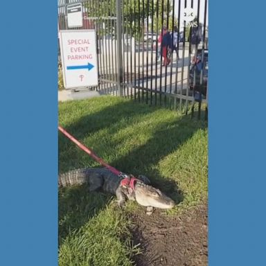 VIDEO: Emotional support alligator denied access to baseball game