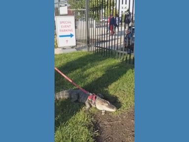 WATCH:  Emotional support alligator denied access to baseball game