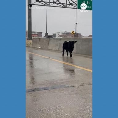 VIDEO: Cow escapes trailer, gallops down highway